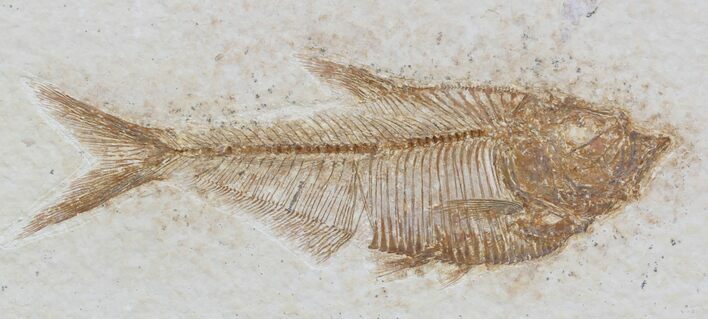 Diplomystus Fossil Fish - Wyoming #32799